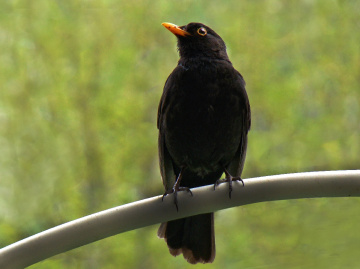 amsel ....