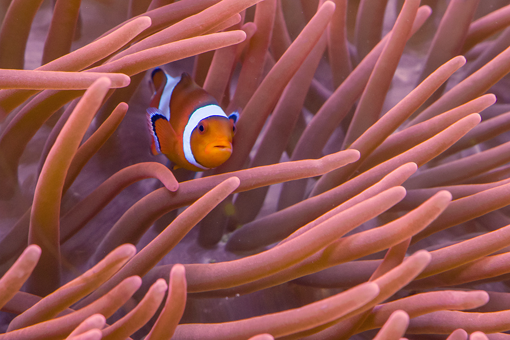 Nemo :D