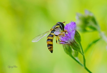Hoverfly