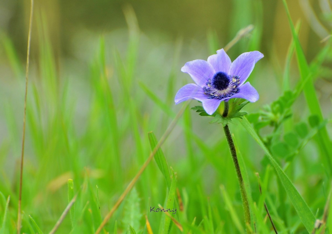 wild-flower 