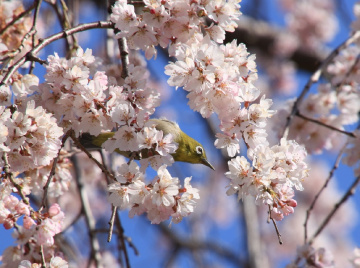 white eye