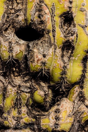 Sonoran Saguaro Cactus Face