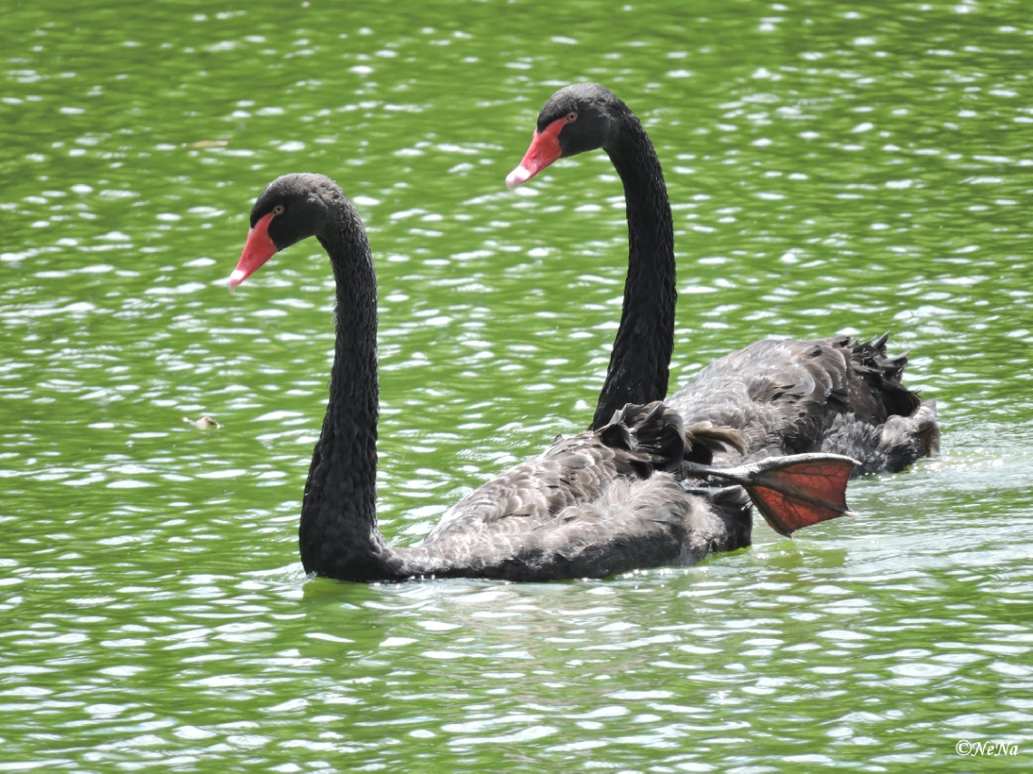 Cisne