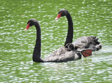 Cisne