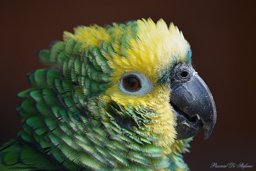 Green parrot