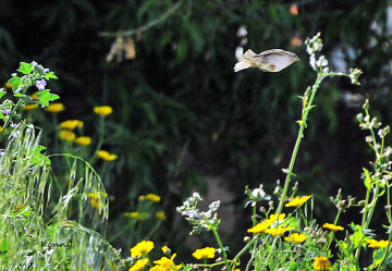 flying fish  ? swimming bird ? . :)))) lol 