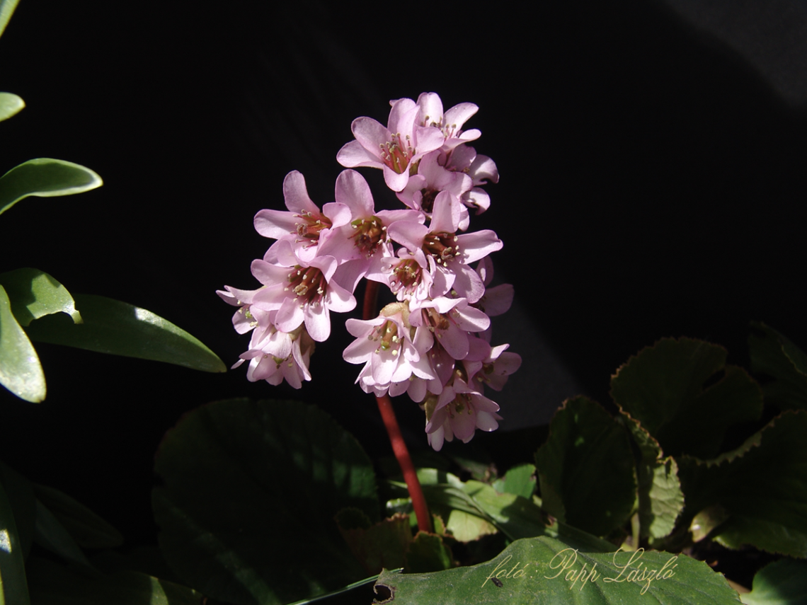garden flower.