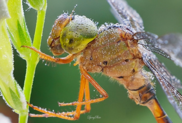 Dragonfly