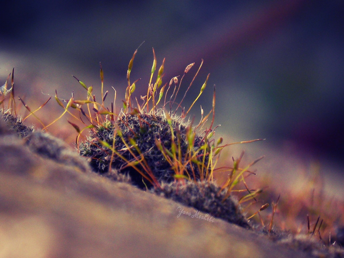 Mosses