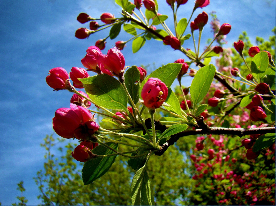blüten 2