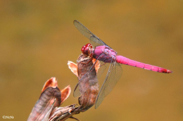 Red Dragonfly