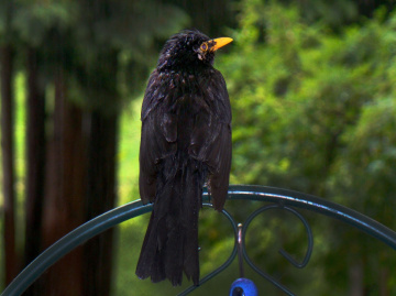 amsel im regen 