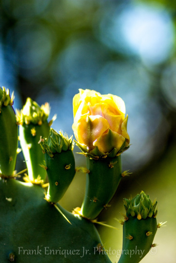 Sonoran Desert Cactus Flower
