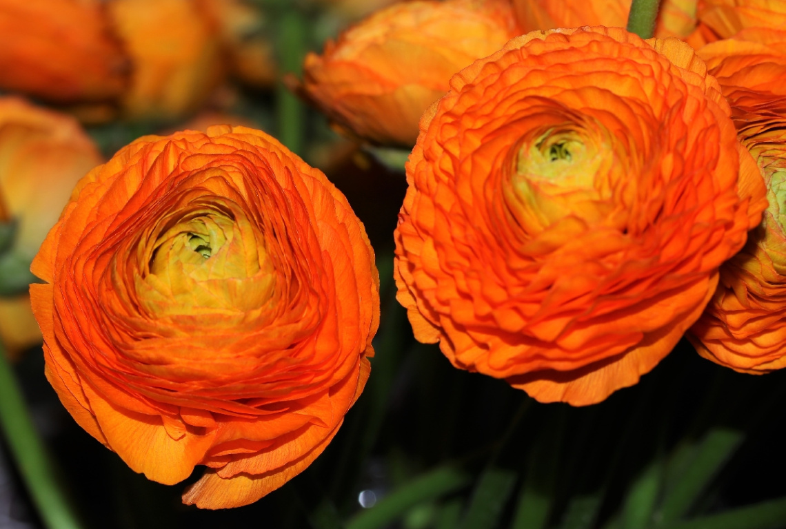 Orange...