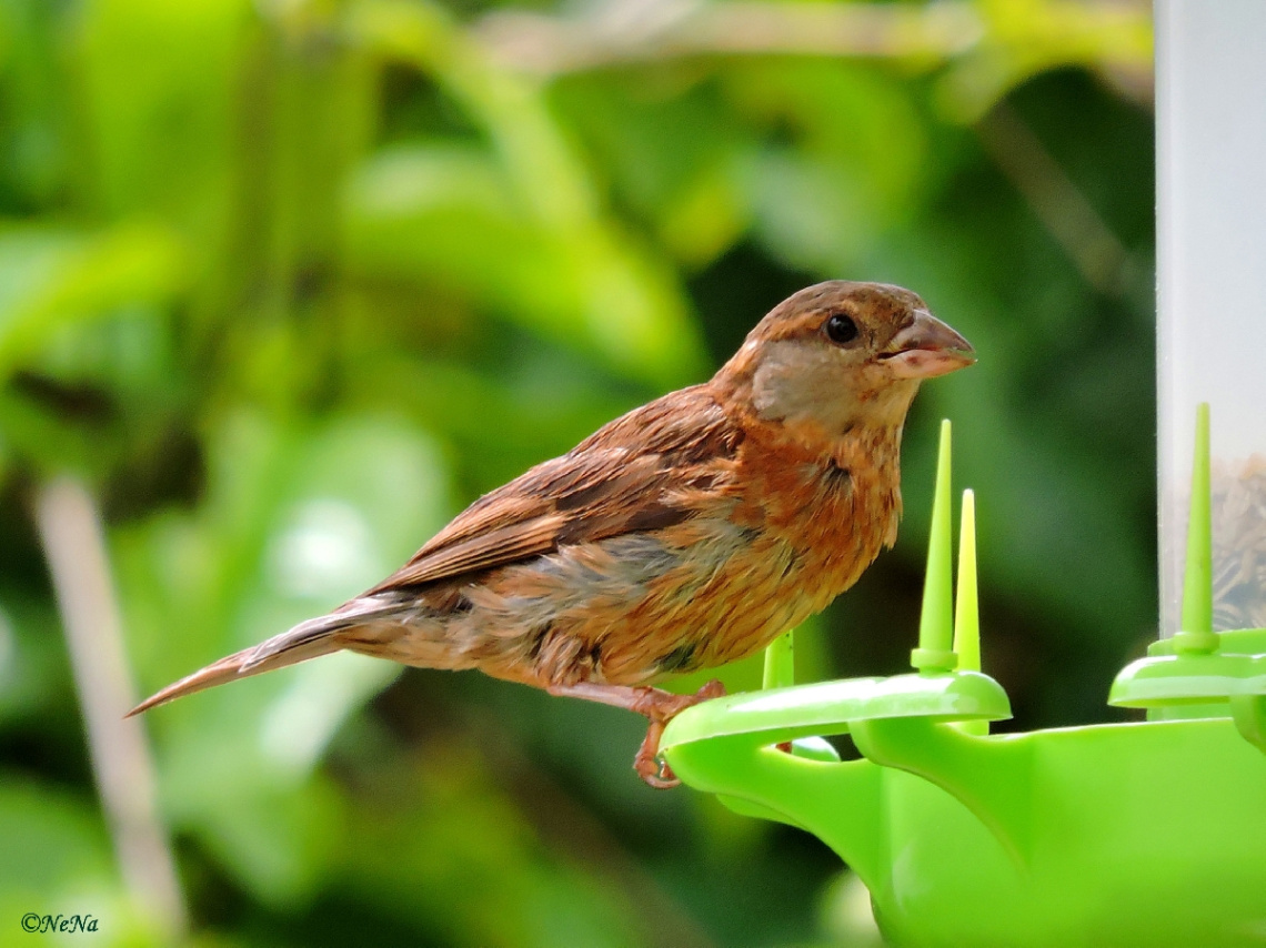 Sparrow