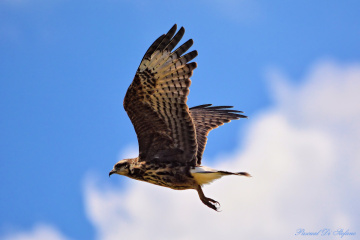 Raptor profile