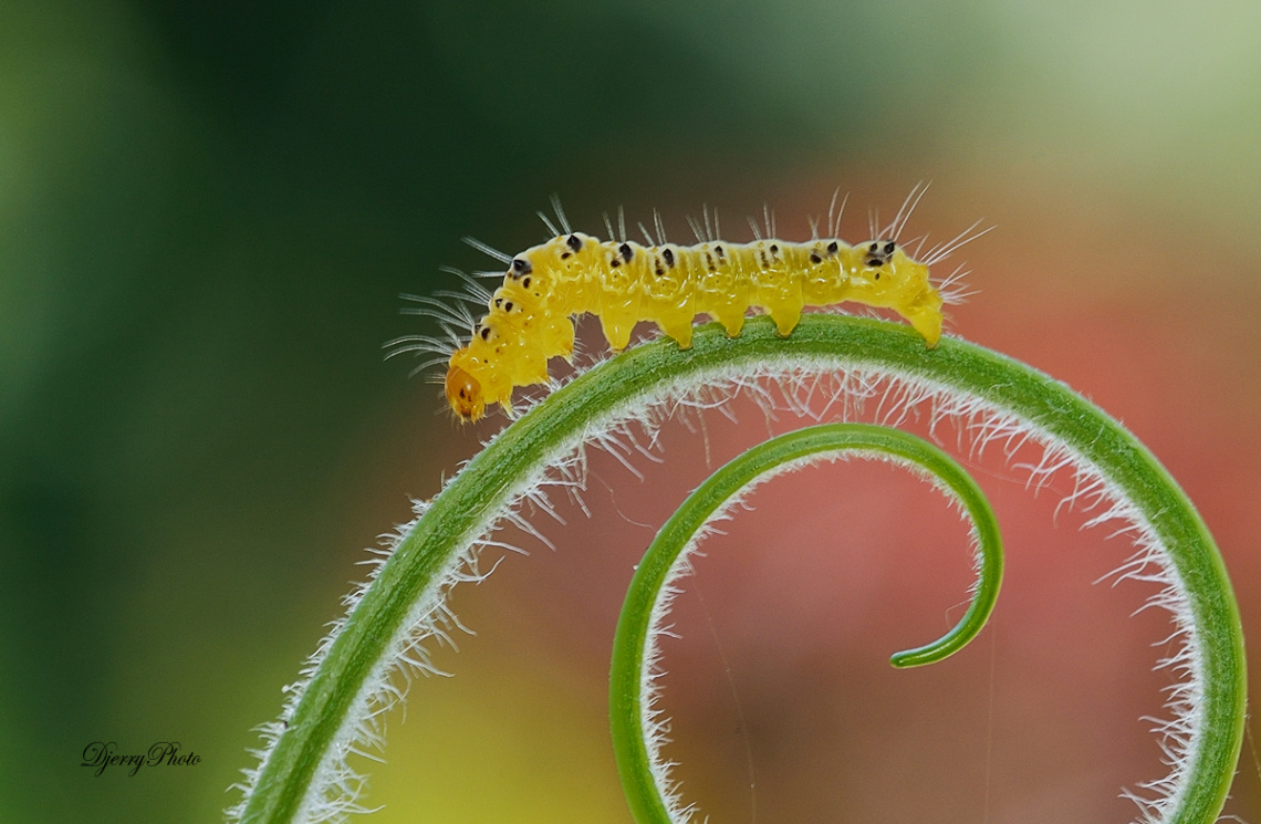 Hairy caterpillar