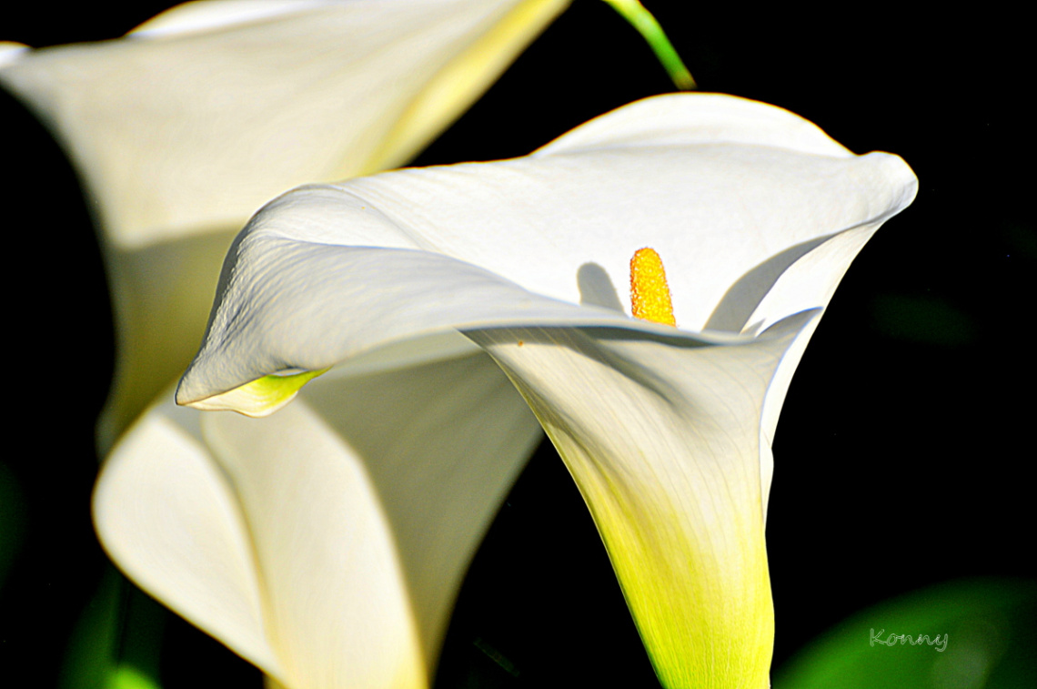 out of my garden