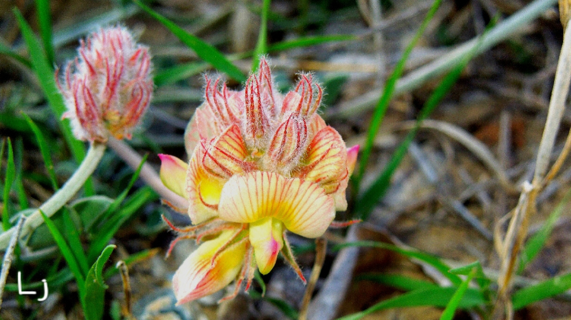 wild flowers of Balochistan