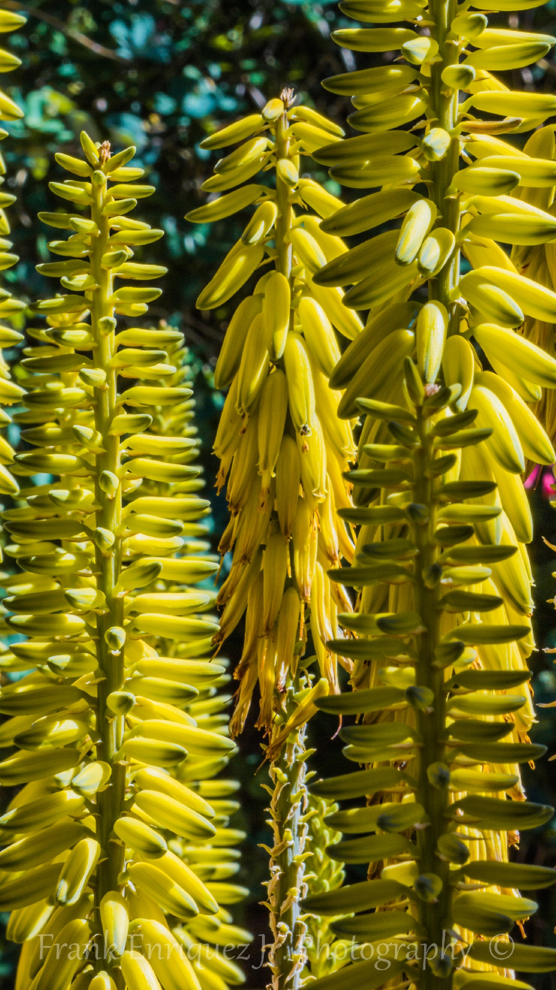 Sonoran Desert Plants, Colors, and Textures