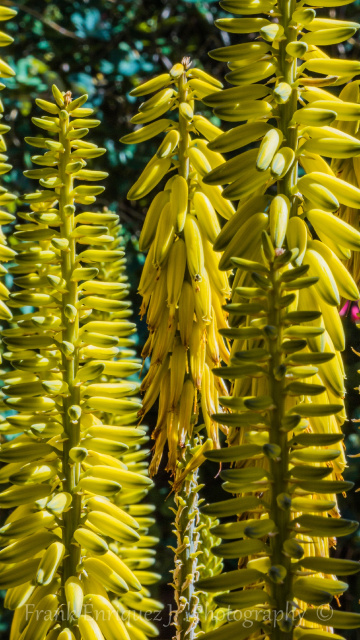 Sonoran Desert Plants, Colors, and Textures