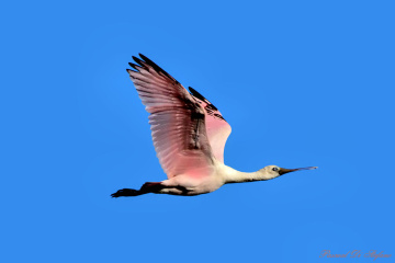 Espátula rosada II