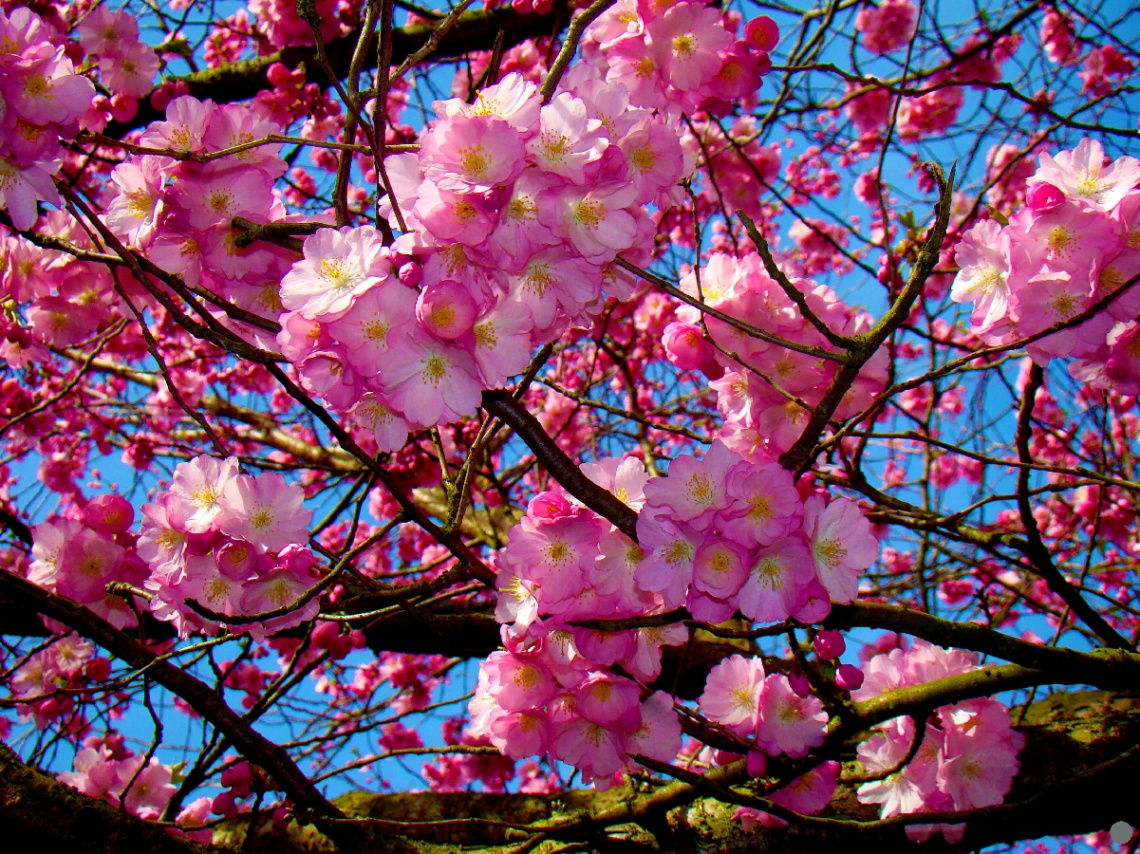 blüten 4