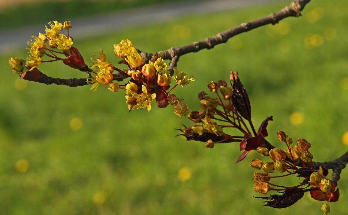 On A Branch By The Lake