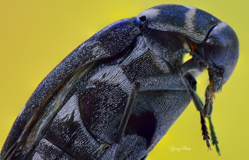 Black insect