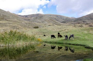 çoban