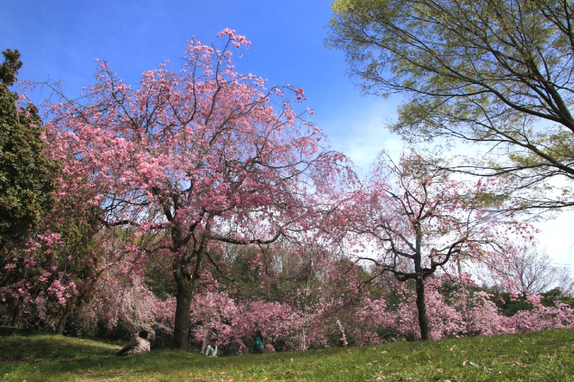 spring