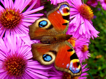 schmetterling 15