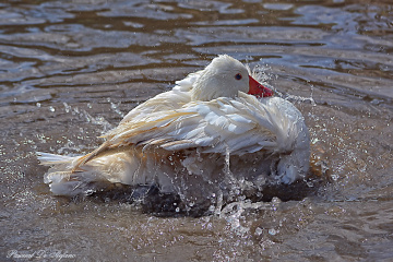 Splash