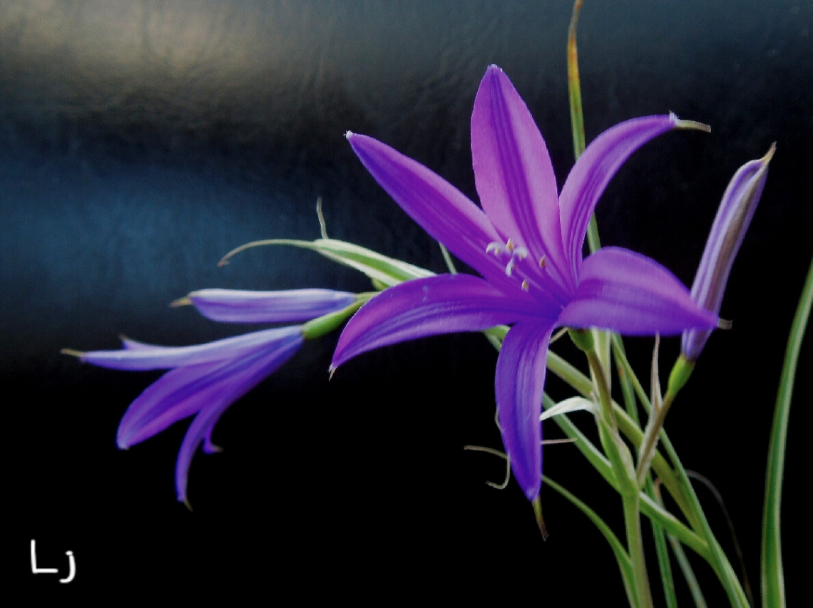 Blue wild beauty
