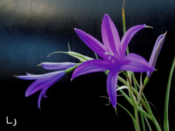 Blue wild beauty