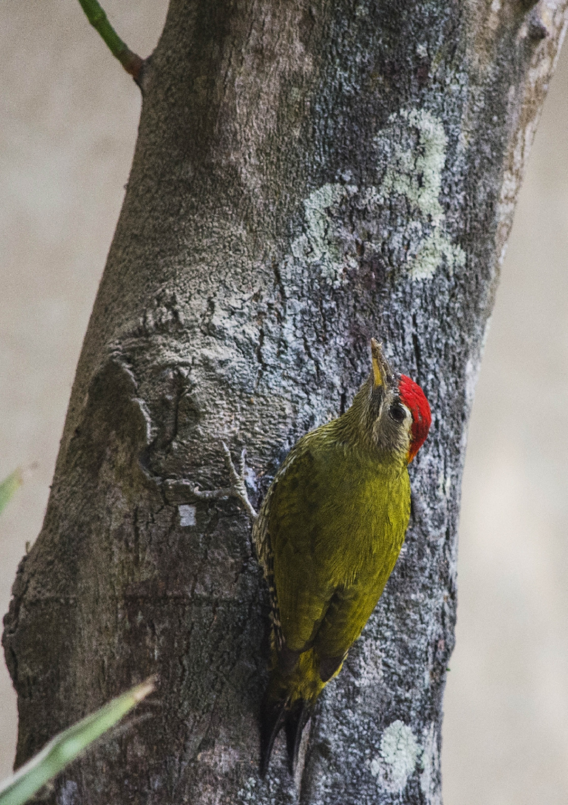 Streak-Throated Woodpecker