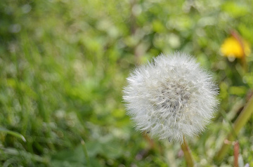 Taracaxum