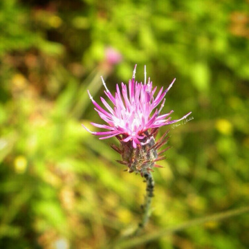 Spring flower 