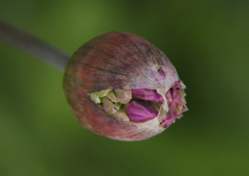 Just about to bloom 
