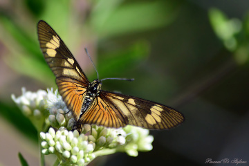 Heart Butterfly