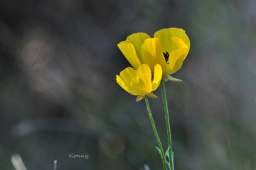wild flower