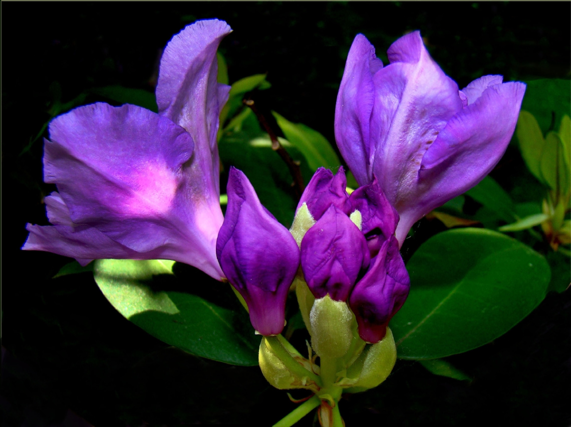rhododendron.