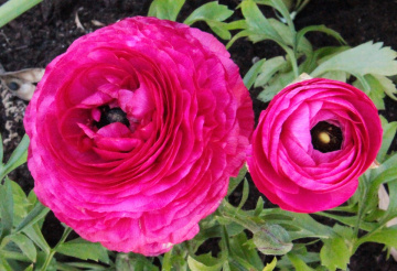 2 pink