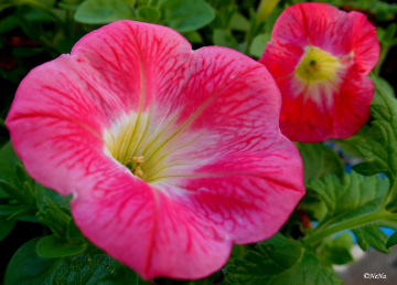 Pink Flowers