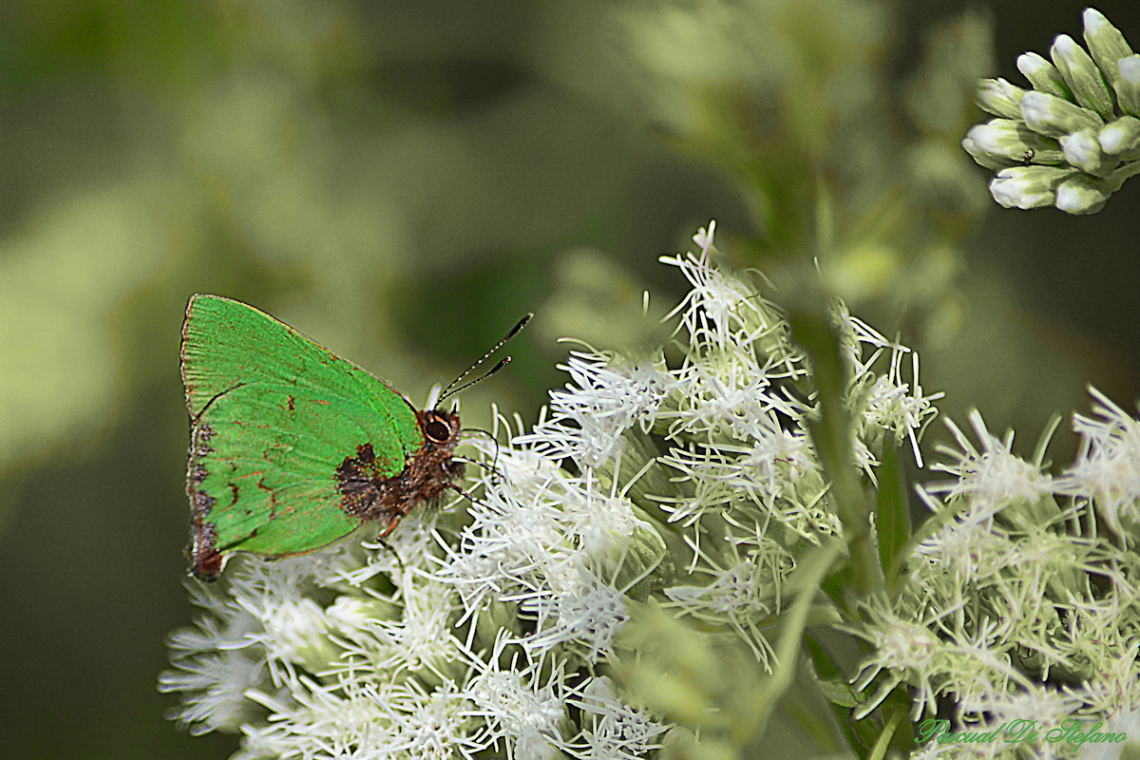 Shining green