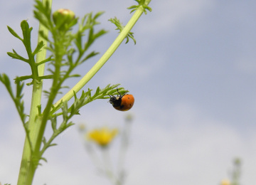 Coccinelle