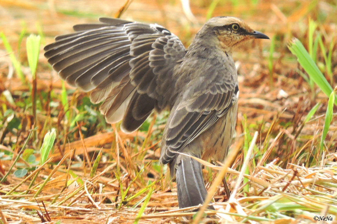 Showing his wing