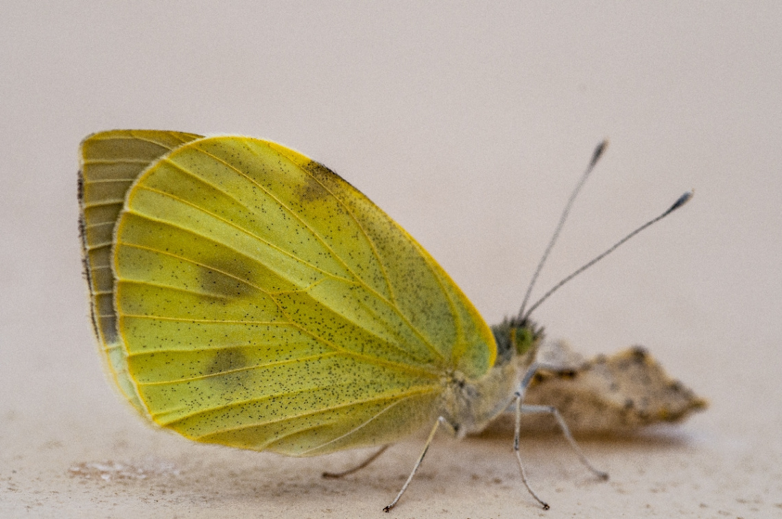 butterfly