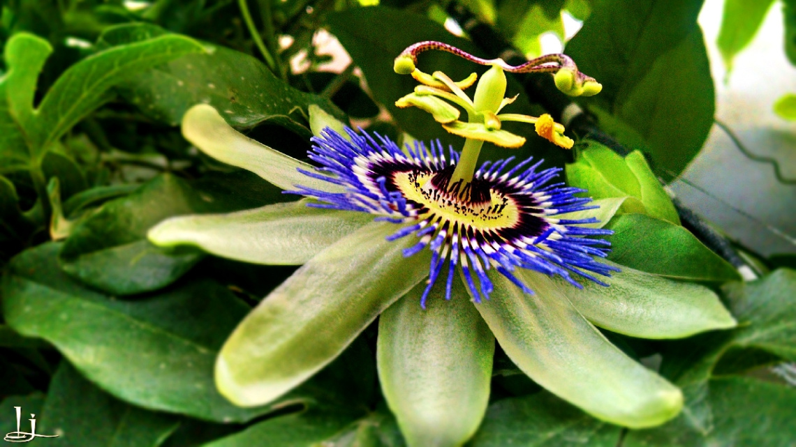 1st Passion-flower of this season  