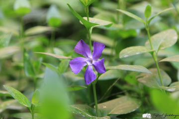 Masumiyet